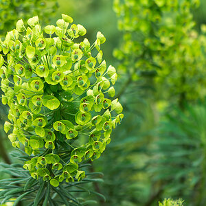 kenzaburo blumen 140