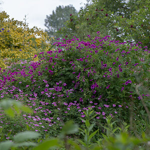 kenzaburo blumen 143