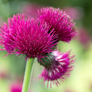 kenzaburo blumen 147