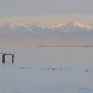 Bodensee, Vorarberger Alpen vom Hafen Bottighofen aus
DSC 3456