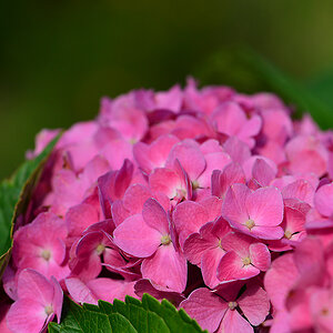 DSC 2577 Hortensie pink