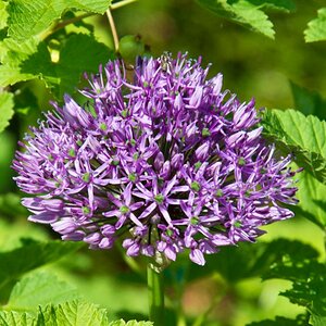 Marienkaefer mit Blume kl