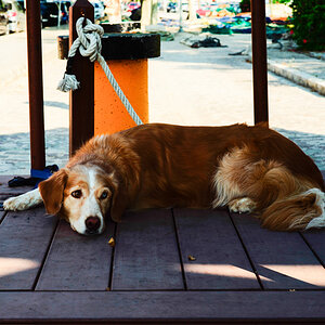 hundstage L1001634