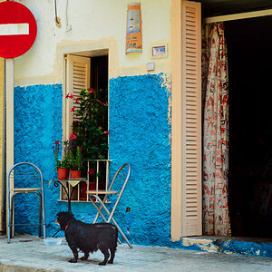 hundstage L1001618