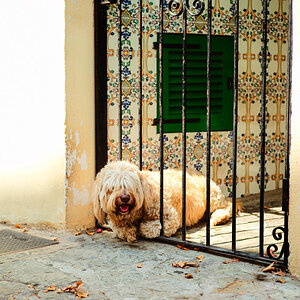hundstage L1001593