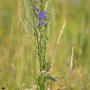 61900blumen
