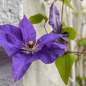Waldrebe (Clematis)