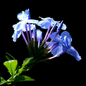 DSC 0077 blau vor schwarz