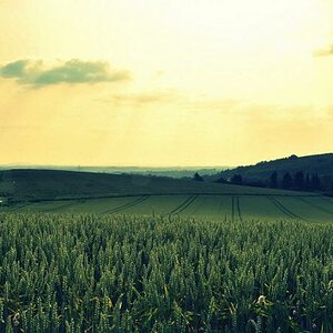 "Landscape"