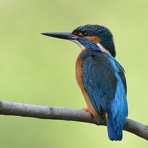 Eisvogel2264