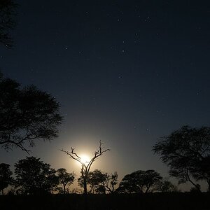 Mondaufgang im Hwange Nationalpark
7010