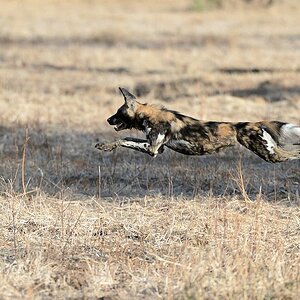 Wildhund im Mana Pools Nationalpar
2018