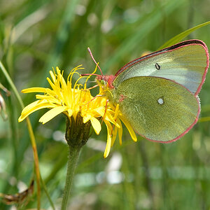 Schmetterling