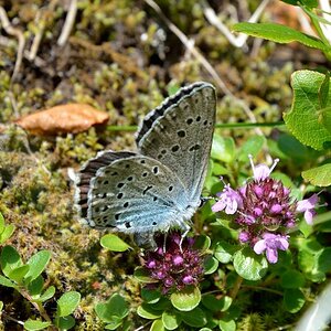 Schmetterling_2