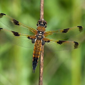 Vierflecklibelle 2013 06 28
