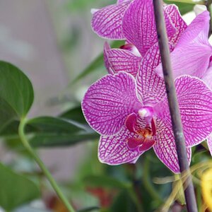 Orchidee
