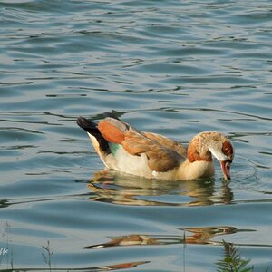 Nilgans