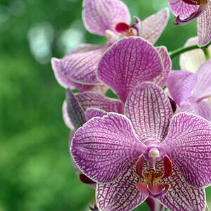 Orchidee 2