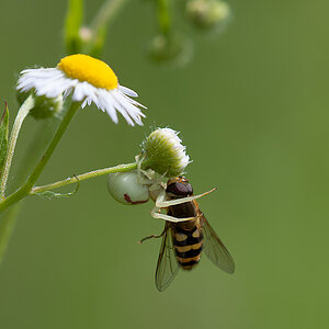 Krabbenspinne mit Schwebflige 02 2013 06 28