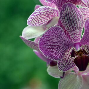 Orchidee 3