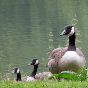 eine passt auf