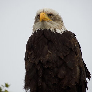 Der böse Blick