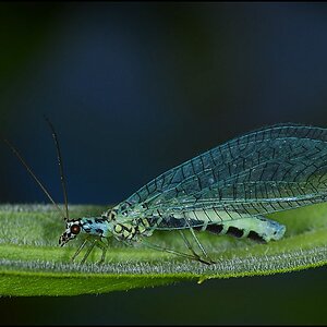 fliege