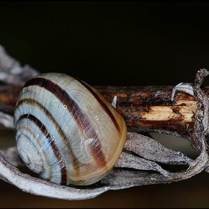 schnecke1