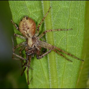 spinne