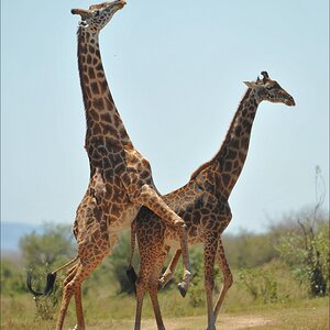 acomp Kenia 20111021 28574