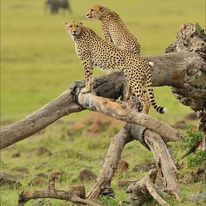 acomp Kenia 20111019 23467