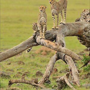 acomp Kenia 20111019 23710a