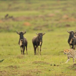 aaacomp Kenia 20111019 22095a