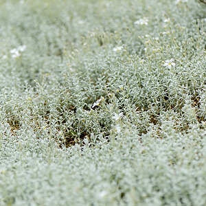 kenzaburo blumen 152