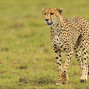 aaacomp Kenia 20111019 22156a