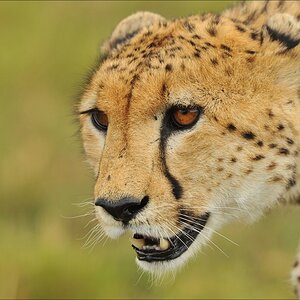 aaacomp Kenia 20111019 22204aa