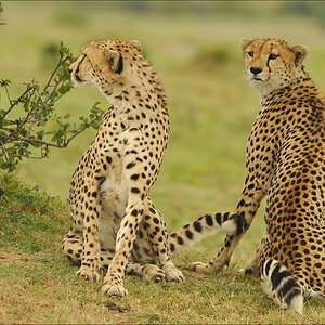 aacomp Kenia 20111020 26483