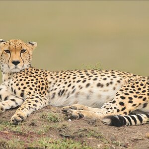 acomp Kenia 20111014 07975a