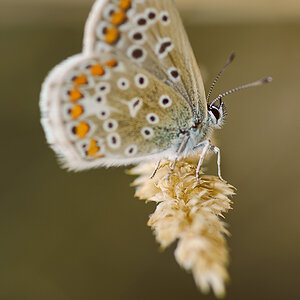 Schmetterling 001