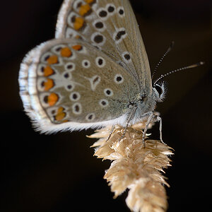 Schmetterling 002