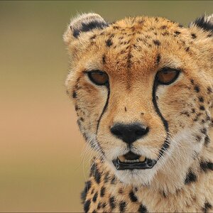 acomp Kenia 20111014 08404aaa