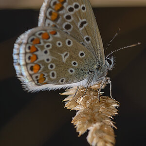 Schmetterling 002b