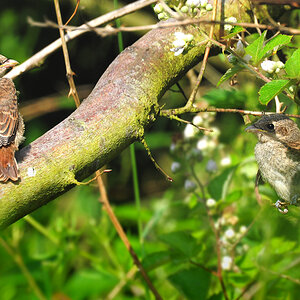 DSC 2804 Neuntöter juv zwei 1000