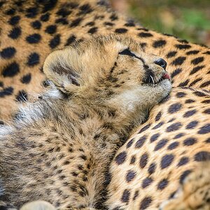 20130810 4030 [NIKON D7100] 400 mm,1 200 Sek. bei ƒ   4,0