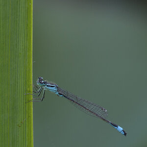 Libelle