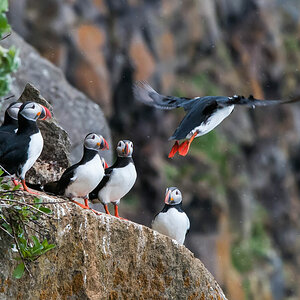 puffin 1