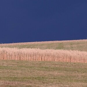 Korn und Baum