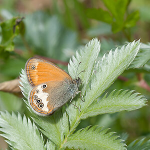 Wiesenvögelchen Weißbindiges 01 2013 06 28