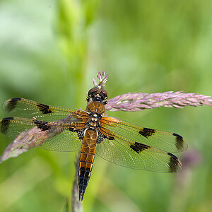 Vierflecklibelle 03 2013 06 28