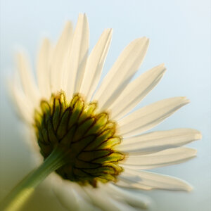 81900margeriteblumen